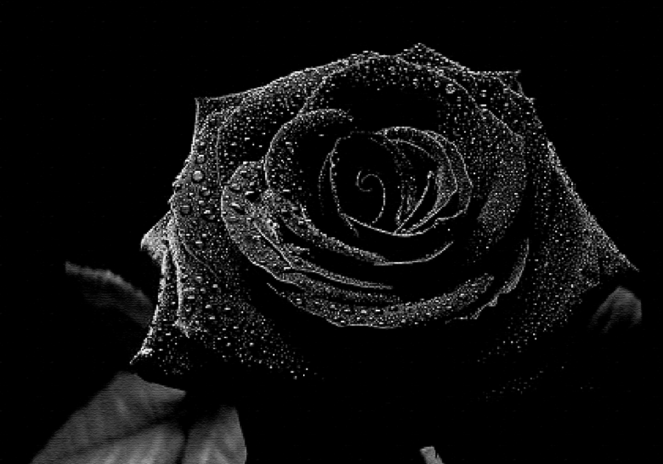 لنتعرف على قصة الورود السوداء..